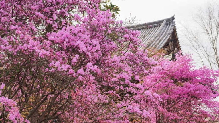 Kyoto: Ninnaji Temple Entry Ticket - Who Will Love Ninnaji?