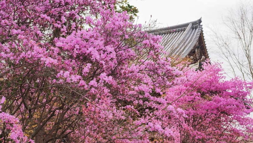 Kyoto: Ninnaji Temple Entry Ticket - Who Will Love Ninnaji?
