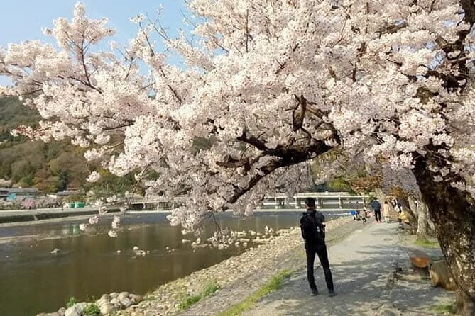 Kyoto Sakura & Hidden Gems of Timeless Tradition - Why This Tour Offers Great Value