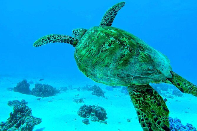 Lagoon Tour - Discover the magnificent lagoon of Moorea - Pickup and Departure