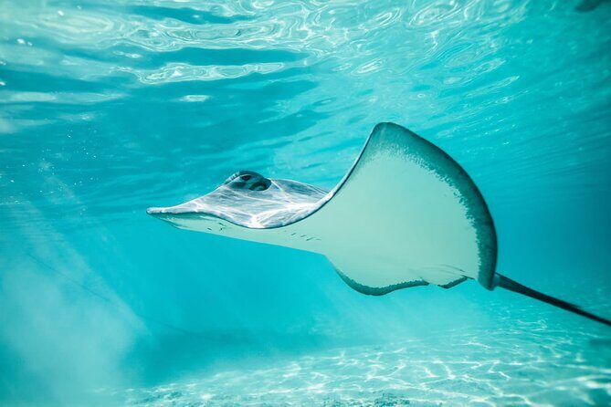 Lagoon Tour in Moorea in Small Group with Lunch - Who Will Love This Tour?