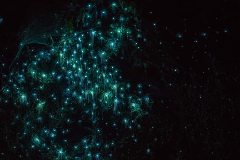 Lake Karapiro: Evening Kayak Glowworm Tour - The Experience and Atmosphere