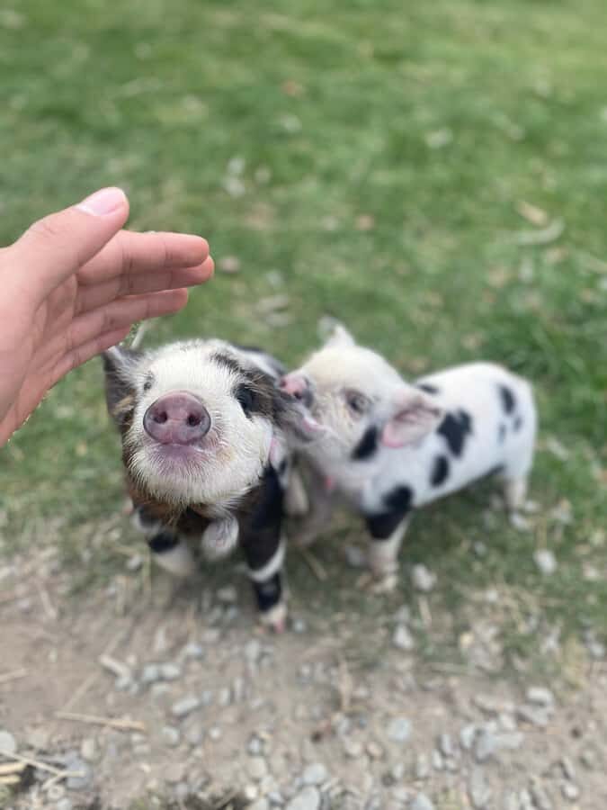 Lake Tekapo: Guided Petting Zoo Visit - What to Expect at Lake Tekapo Petting Zoo