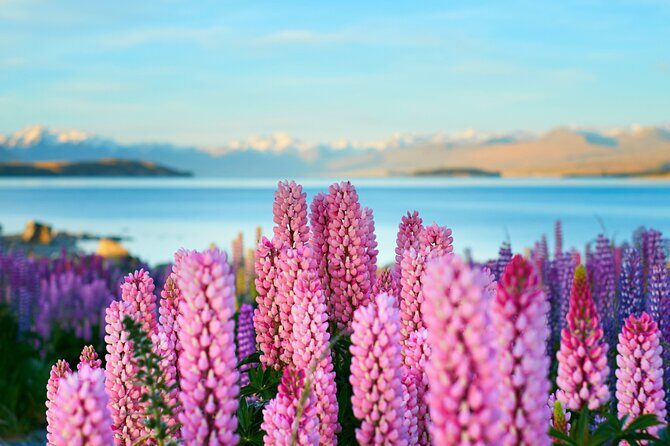 Lake Tekapo Private Day Trip from Queenstown - Why This Tour Stands Out