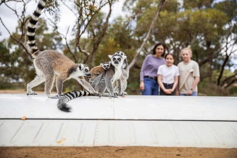 Land of the Lemurs Experience & a Day at Monarto Safari Park - What to Expect During Your Visit