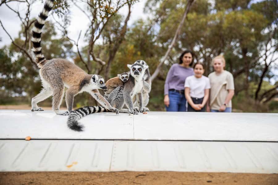 Land of the Lemurs Experience & a Day at Monarto Safari Park - What to Expect During Your Visit
