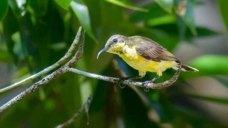 Langkawi: Half Day Birdwatching Tour - The Sum Up