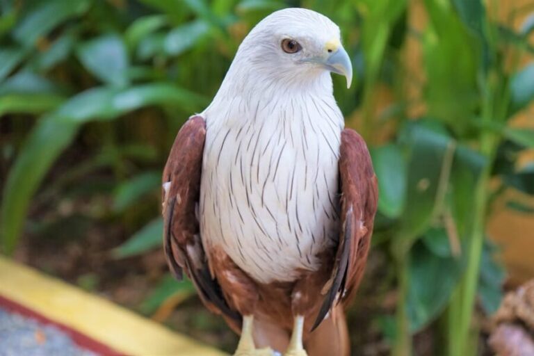 Langkawi: Wildlife Park Admission Ticket - Animal Encounters and Exhibits