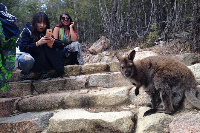 Launceston to Hobart via Wineglass Bay - Active Tour - Who Will Love This Tour?