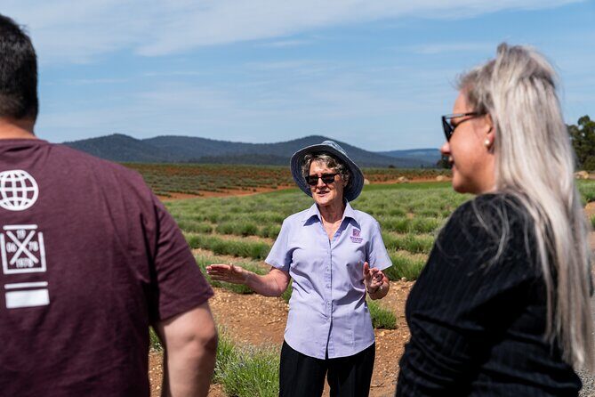 Lavender Farm - Bridestowe Festival of Flowers - Who Should Consider This Tour?