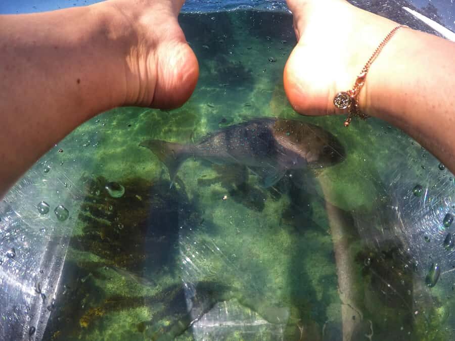 Leigh: Goat Island Clear Kayak Rental - The Value of This Experience