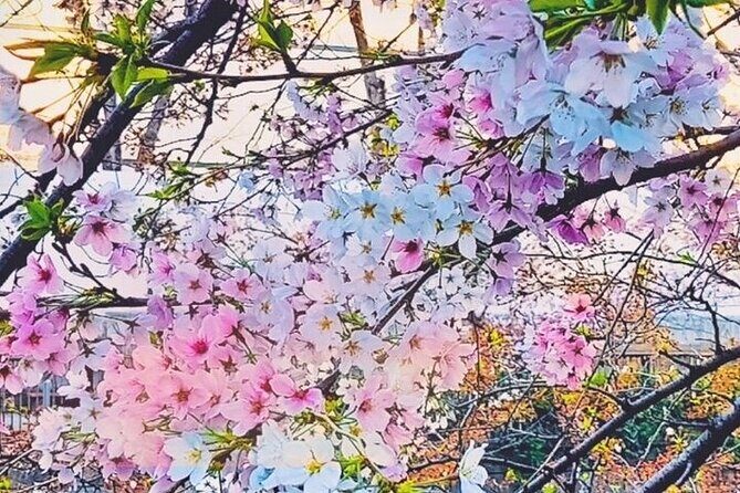 Licensed Guide Tokyo Meguro Cherry Blossom Walking Tour - The Value of the Tour
