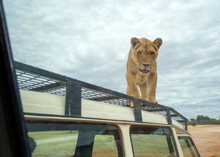 Lions 360 Experience and a Day at Monarto Safari Park - Why This Tour Is a Great Choice
