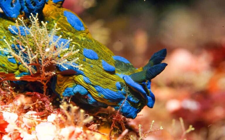 Little Barrier Island: Full-Day Scuba Dive Charter - An In-Depth Look at the Experience