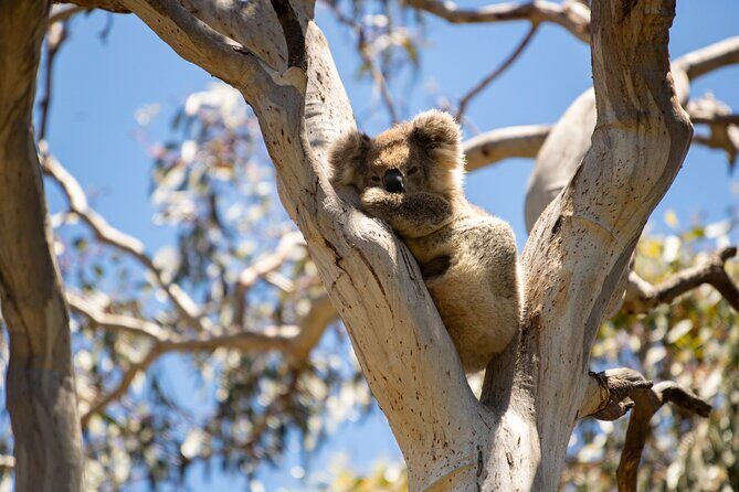 Little Koala Walking Tour - The Value Proposition