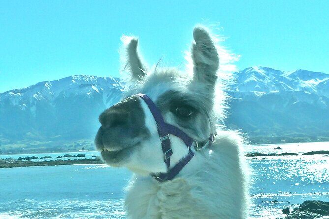 Llama Trek (Half-day) - Kaikoura Bay, Beaches & Seal Colony - The Itinerary in Detail