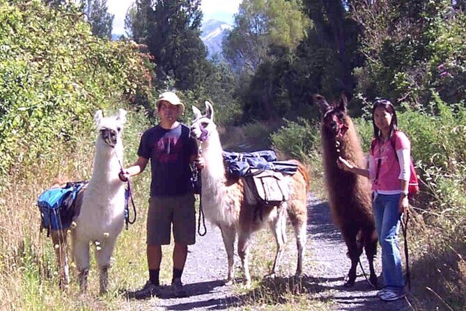 Llama Trek (Taster) - Kowhai River Valley and Native Woodland Tour - Exploring the Details of the Llama Trek