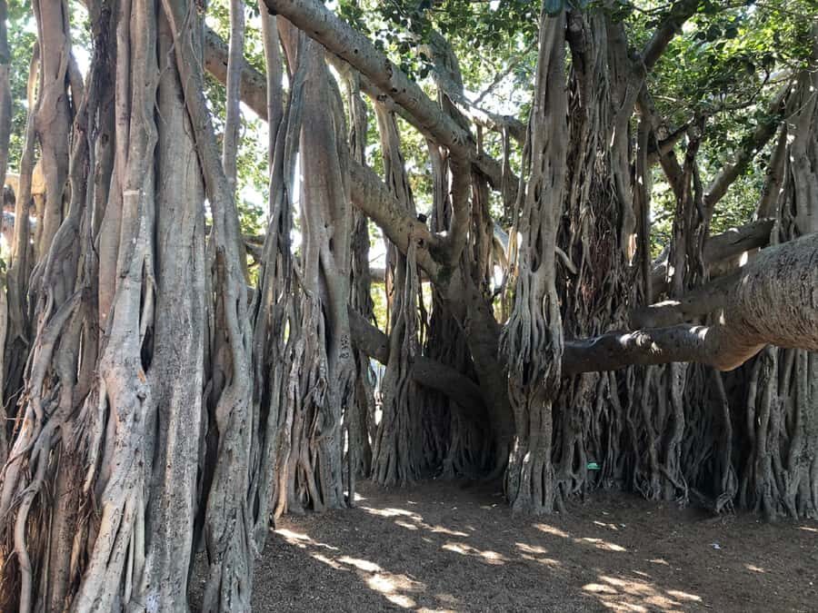 Lone Pine and Brisbane City Highlights - Exploring Brisbane with a Guided Eye: What You Can Expect