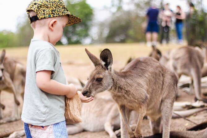 Lone Pine Koala Sanctuary Day Pass - The Sum Up: Is It Worth It?
