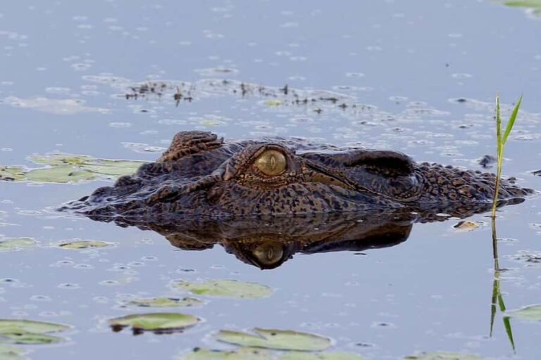 LookAbout Darwin Wetlands Wildlife Premium Tour Max 6 Guests - Who Would Love This Tour?