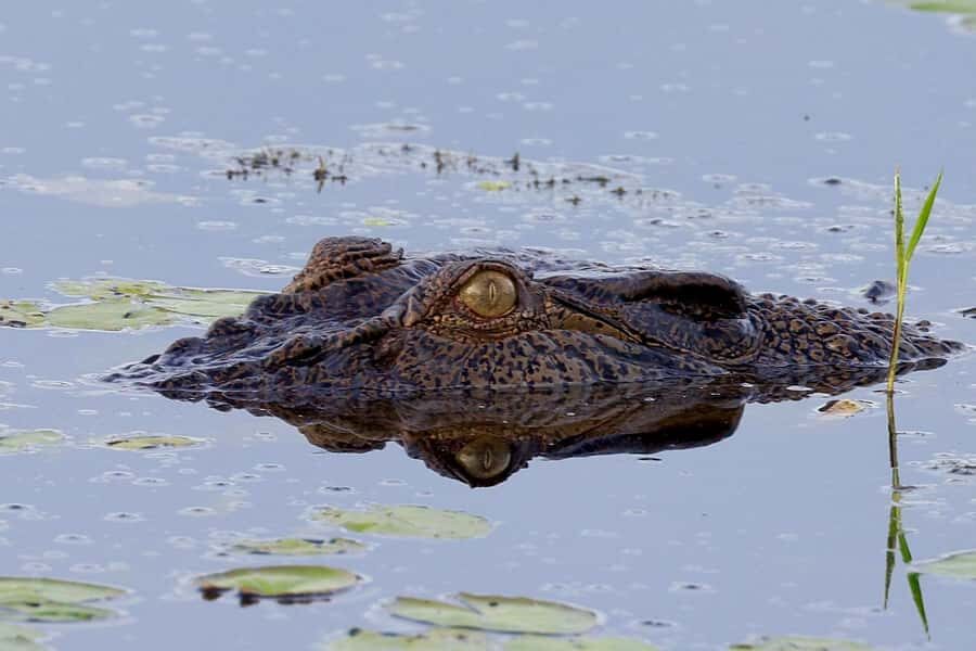 LookAbout Darwin Wetlands Wildlife Premium Tour Max 6 Guests - Who Would Love This Tour?
