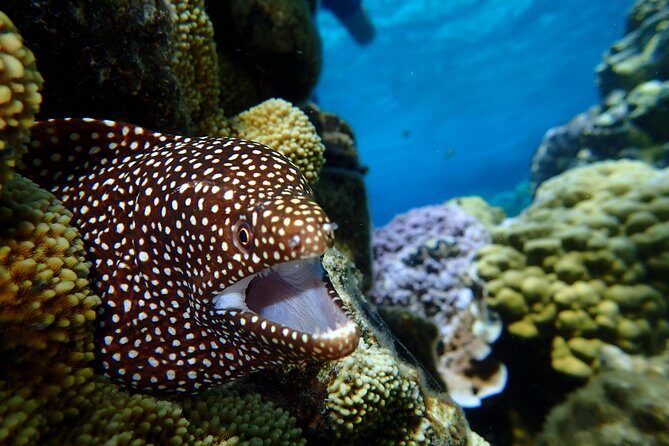 Luxury Full Day Snorkeling - The Itinerary: What You Can Expect