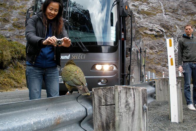 Luxury Milford Sound Coach and Scenic Cruise - The Milford Sound Experience