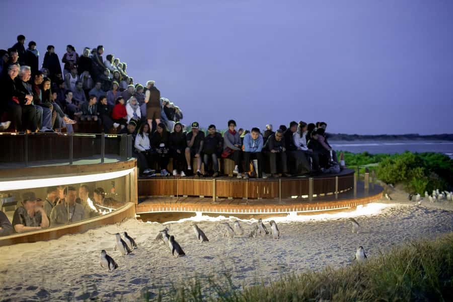Luxury Phillip Island Tour for Families & Explorers 10 Max - Moonlit Sanctuary: Where Wildlife Comes Alive