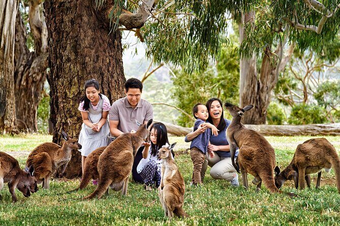 Luxury Phillip Island Tour for Families & Explorers [up to 10Pax] - Analyzing the Value