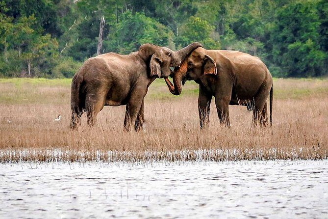 Maduru Oya National Park Private Safari with Naturalist - Final Thoughts: Why Choose This Safari?