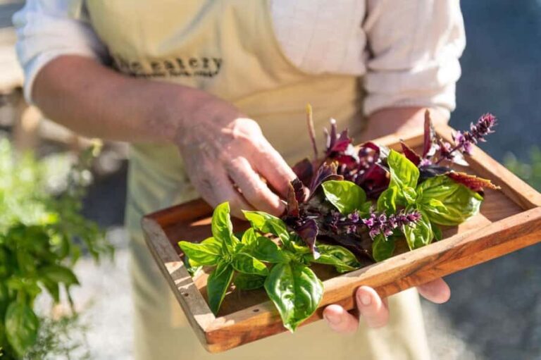 Maggie Beer's Farm Hands-on Cooking School and Lunch - The Schedule: From Demonstration to Dinner