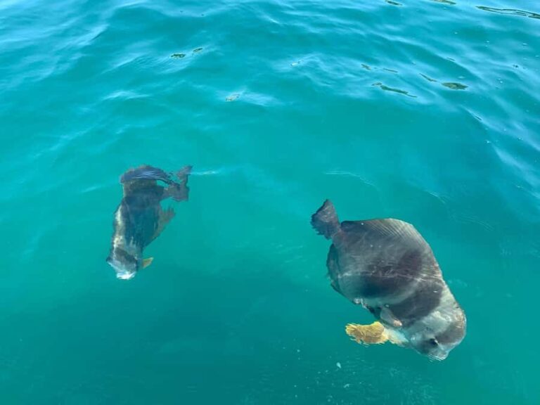 Magnetic Island Snorkel Jet Ski Tour - Final Thoughts: Is It Worth It?
