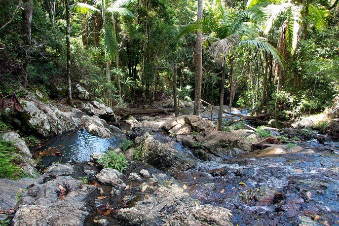 Maiala Rainforest Tour - A Detailed Look at the Itinerary