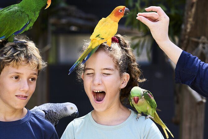 Maleny Botanic Gardens Bird Aviary Experience Ticket - The Itinerary Breakdown