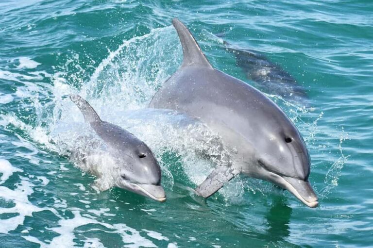 Mandurah: Dolphin and Views Cruise - Who Will Love This Tour?