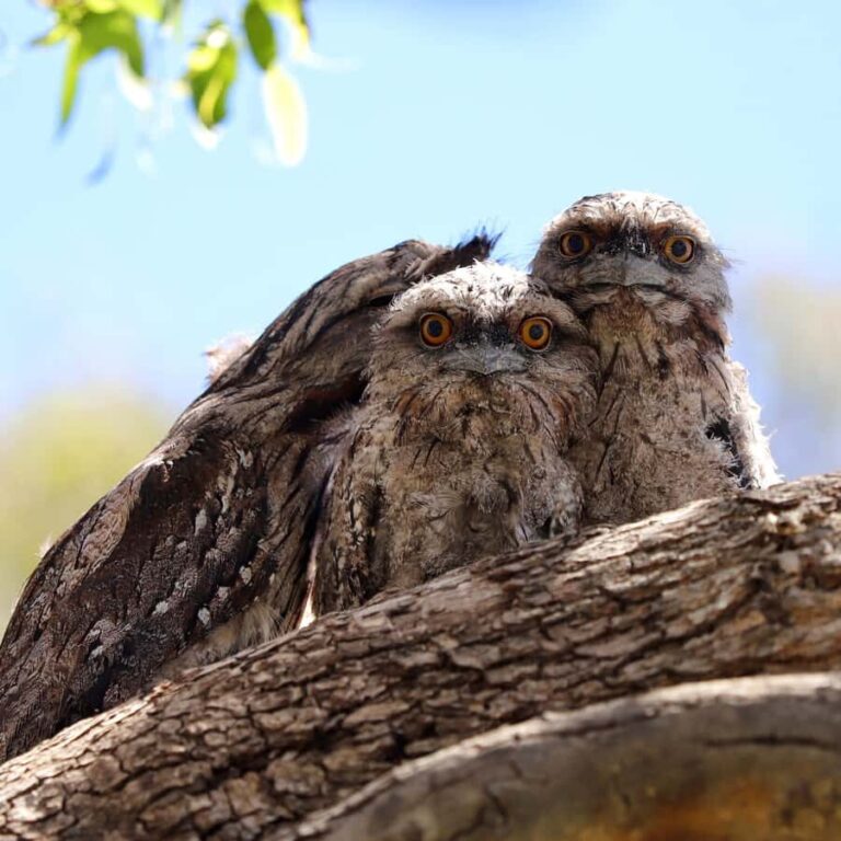Mandurah: Murray River Lunch Cruise - The Value of This Experience