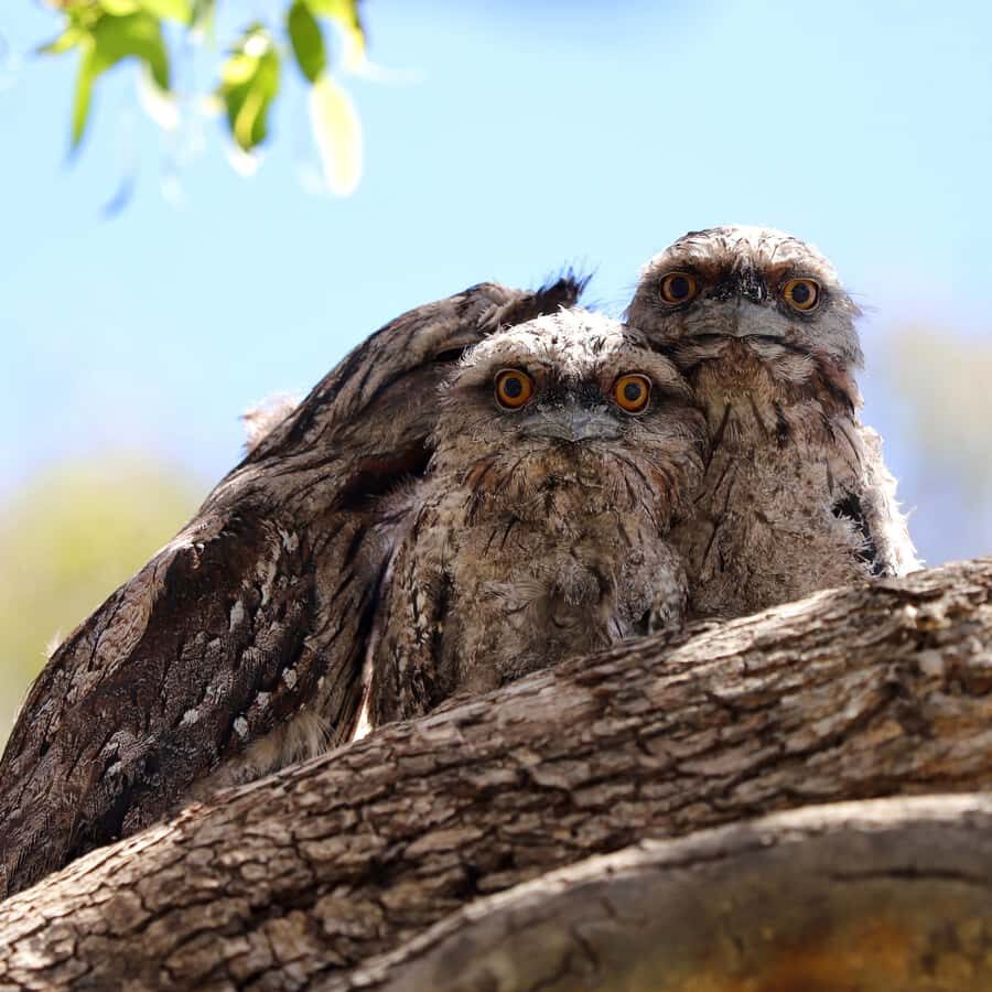 Mandurah: Murray River Lunch Cruise - The Value of This Experience