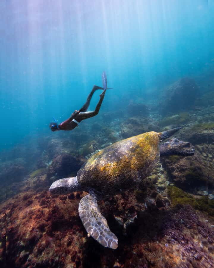 Manly: Beginner Freediving: Breath-Hold & Ocean Exploration - Why This Freediving Tour Stands Out