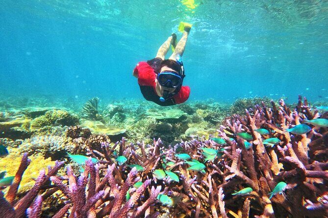Mantaray Island Day Trip with Lunch - Who Will Love This Tour?