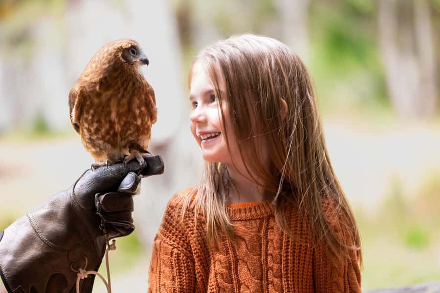 Margaret River: Birds of Prey Encounter and Forest Walk - Who Should Consider This Tour?