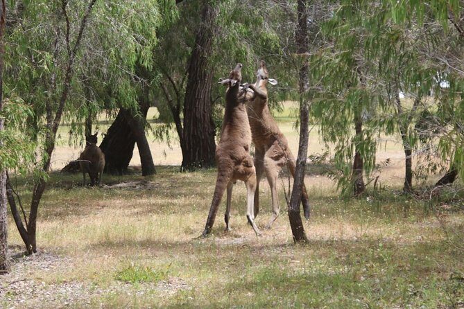 Margaret River Coastal and Wildlife Eco Trip from Busselton or Dunsborough - Transportation, Group Size, and the Experience