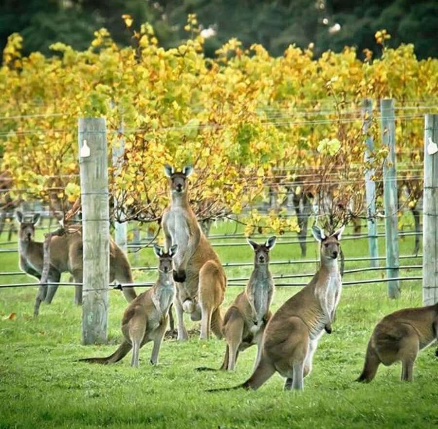 Margaret River: Full-Day Wine Tour - Why This Tour Works for Travelers