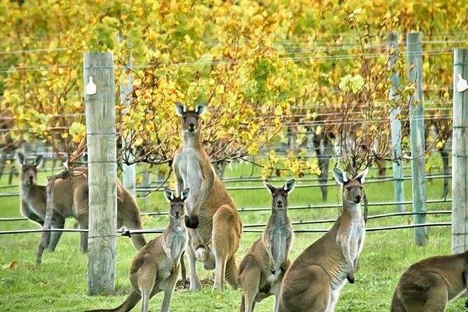 Margaret River Indulge and Discover Day Tour - Authentic Insights from Past Travelers