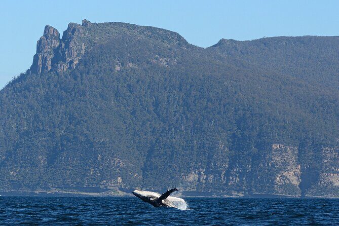 Maria Island 3 hours and 30 mins Scenic Cruise - The Sum Up