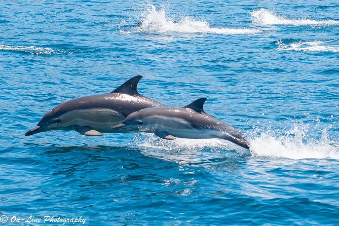 Maria Island Cruise and Guided Walk Day Tour with Lunch and Drinks - What Travelers Say