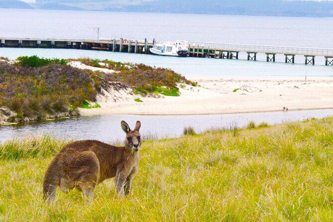 Maria Island Ferry - Hobart Bus Connection (Return Service) - What to Expect from the Shuttle Service