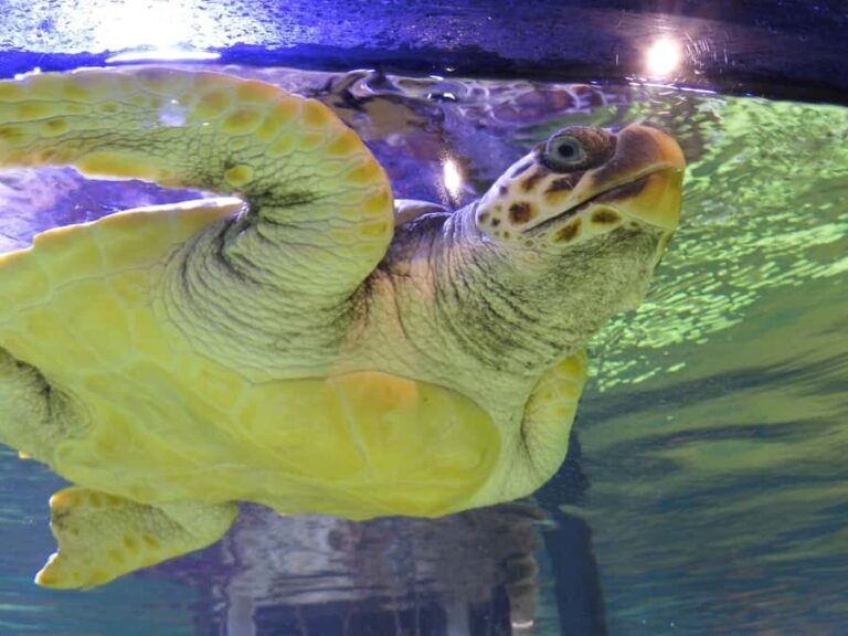 Marine Discovery Centre - The Experience in Practice