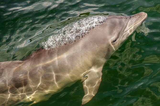 Marine Discovery + Snorkeling Cruise - Port Stephens - What’s Included and What’s Not