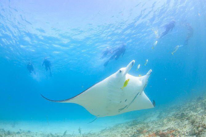 Marine Eco Safari - Swim with Manta Rays - The Itinerary in Detail