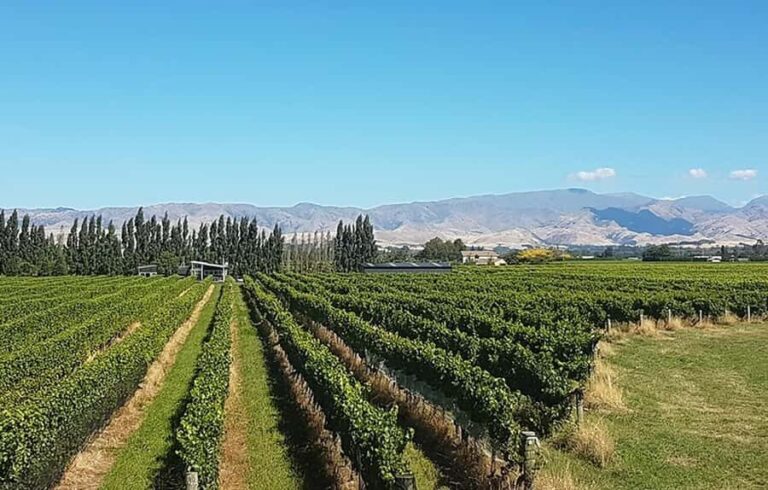 Marlborough: Full-Day Private Driving Wine Tour - Is It Worth the Price?